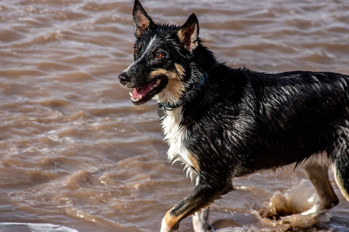 Dog playing in the water.