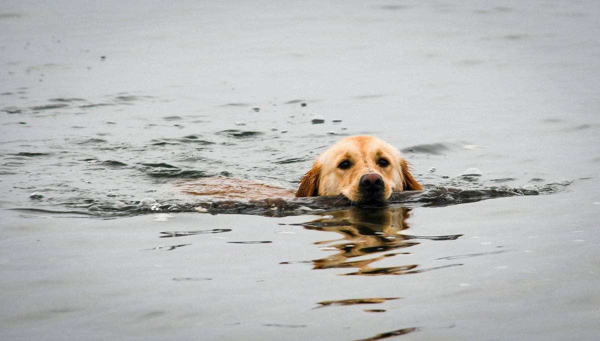 dog swimming